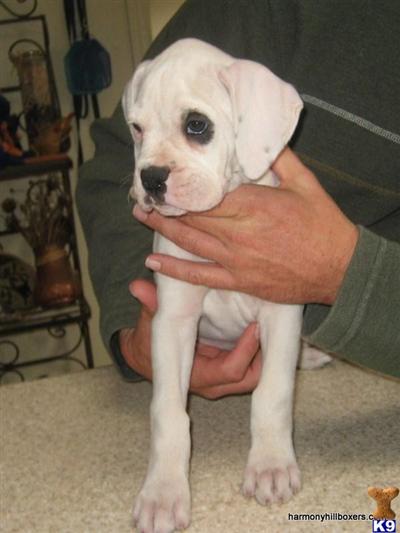 Puppies in NM